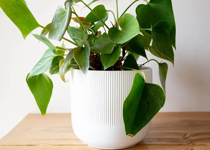 La Bohème * Kiáton